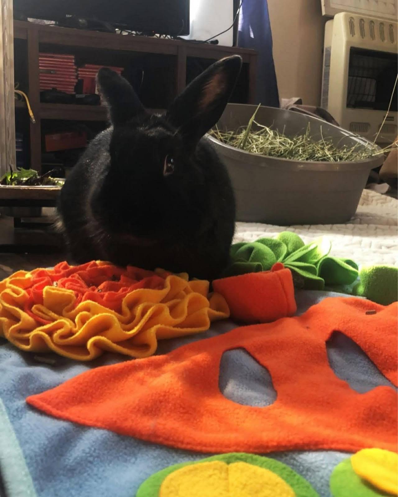 Enlarge Galaxy - courtesy rehoming listing, a Adoptable mixed breed in Huntsville, AL image 4/5