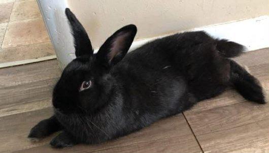 Enlarge Galaxy - courtesy rehoming listing, a Adoptable mixed breed in Huntsville, AL image 5/5