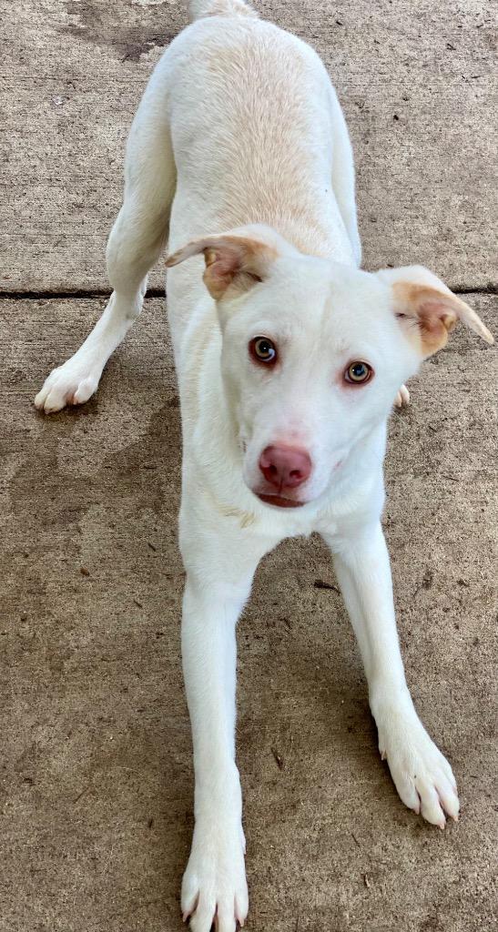 Willie, a Adoptable mixed breed in Urbandale, IA image 1/3