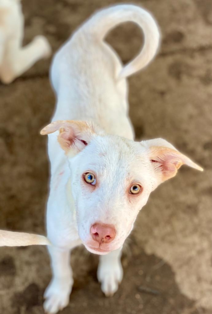 Willie, Adoptable, Young Male Shepherd & Mixed Breed.