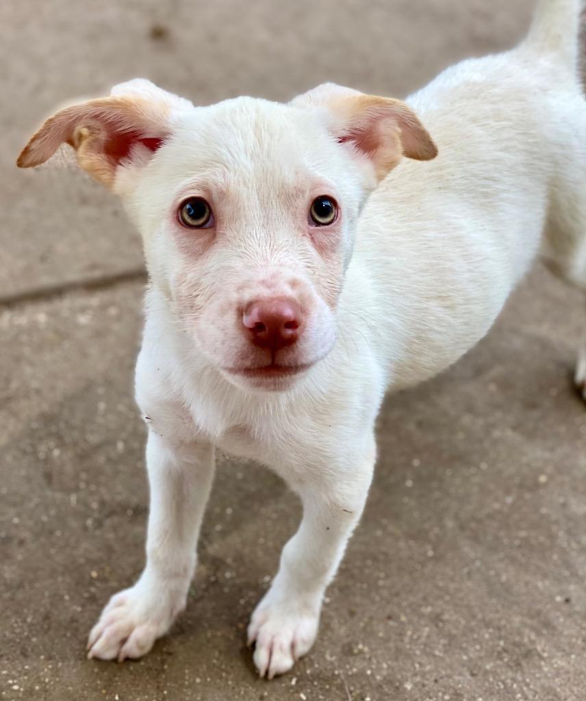 Willie, a Adoptable mixed breed in Urbandale, IA image 2/4