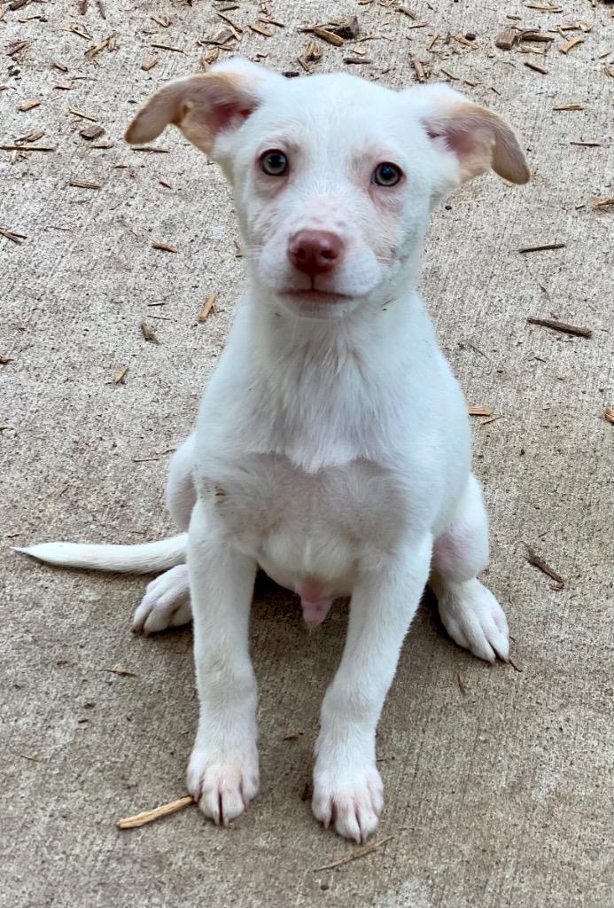 Willie, a Adoptable mixed breed in Urbandale, IA image 3/4
