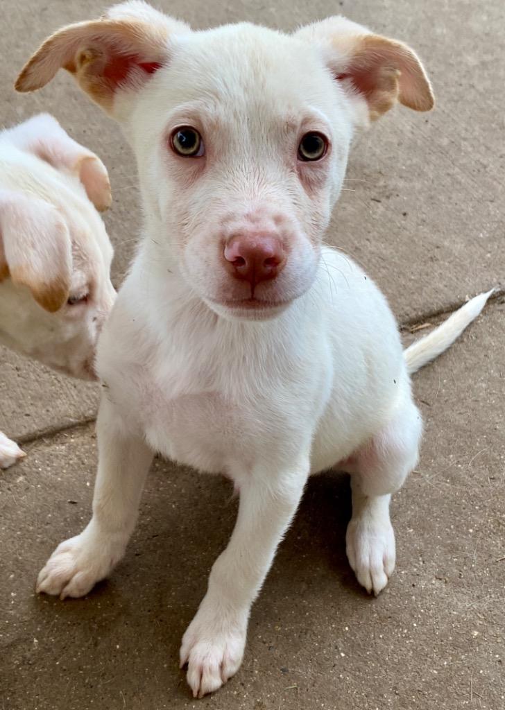 Willie, a Adoptable mixed breed in Urbandale, IA image 4/4