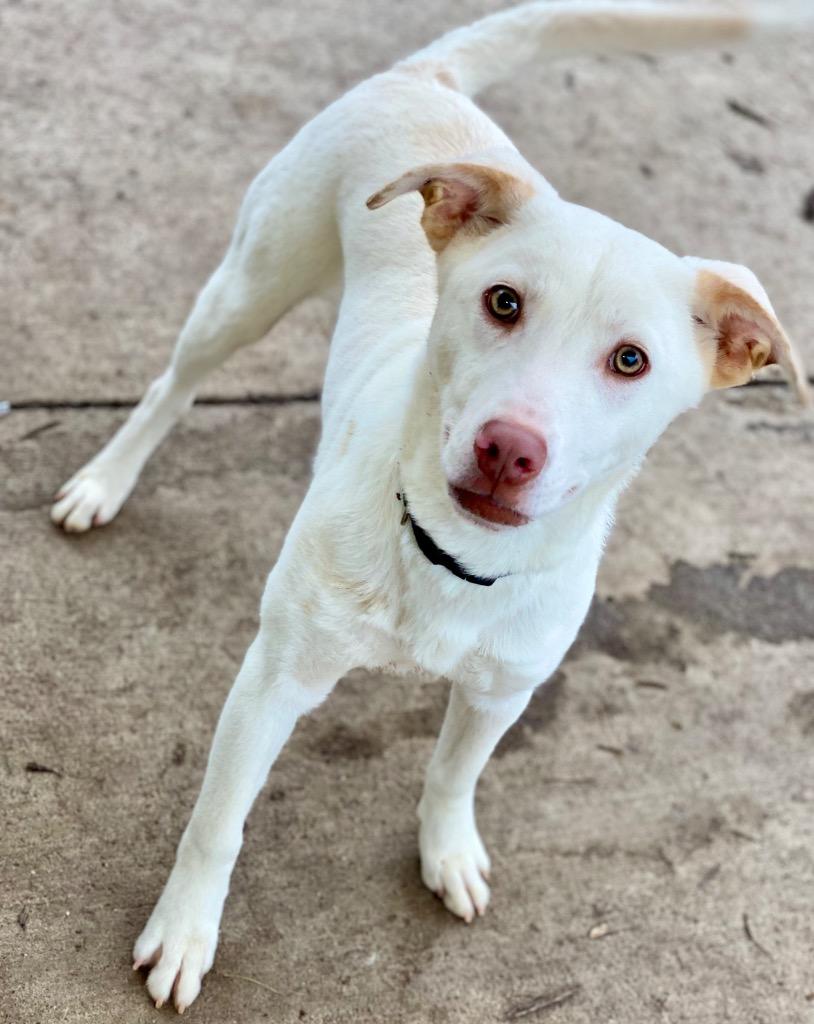 Willie, a Adoptable mixed breed in Urbandale, IA image 3/3