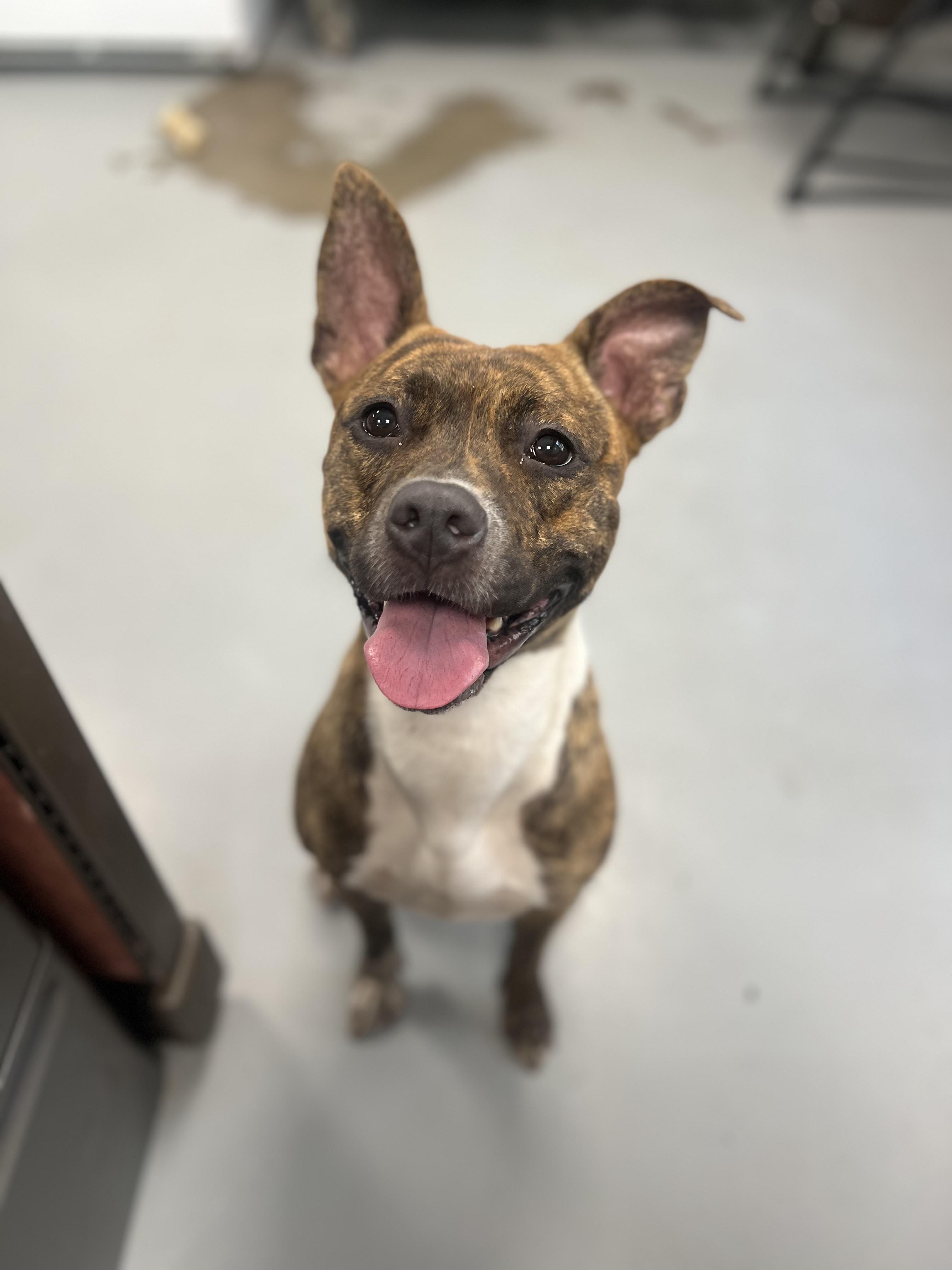 Ana, ADOPTABLE, Young Female Pit Bull Terrier.