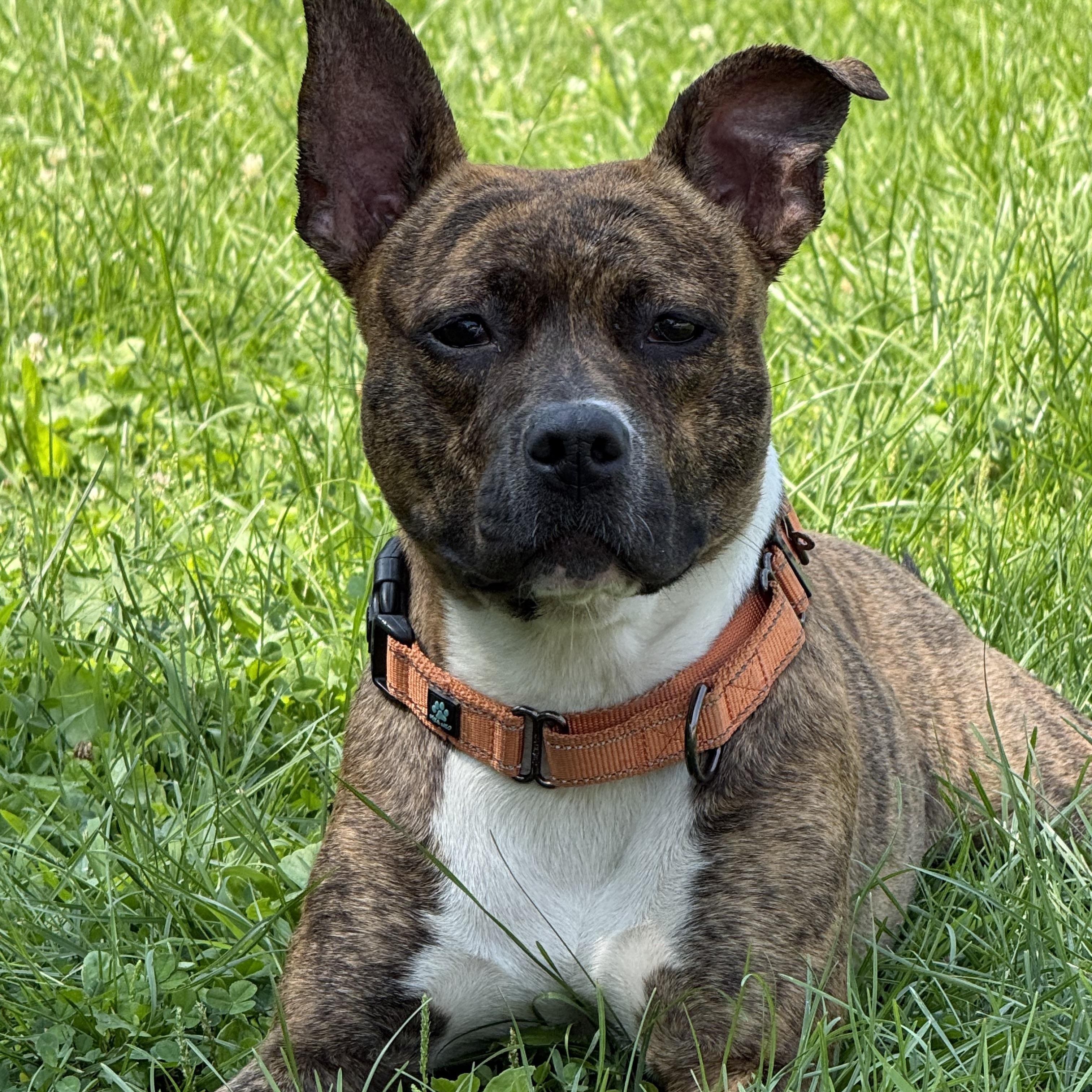 Ana, a ADOPTABLE mixed breed in New Britain, CT image 4/5