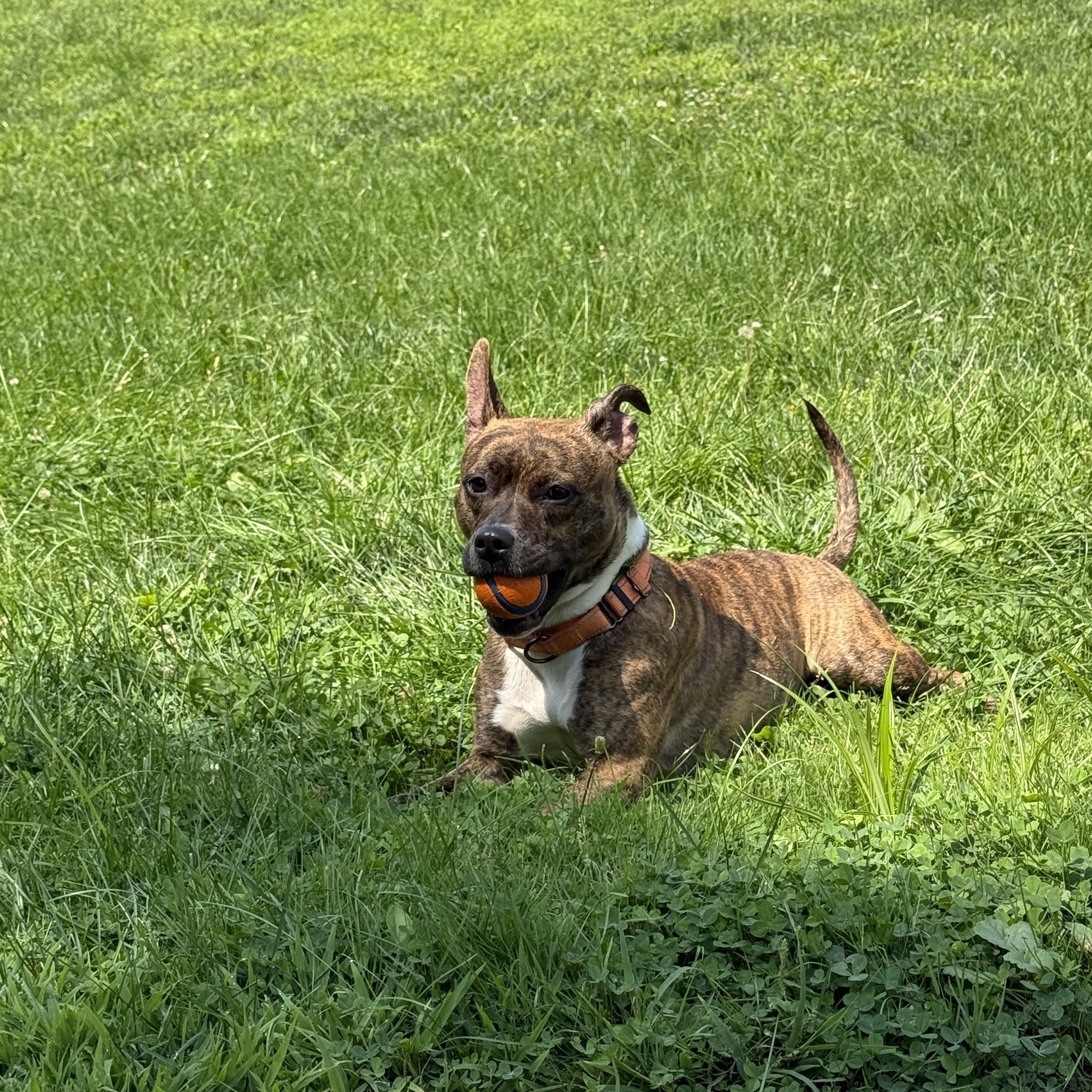 Ana, a ADOPTABLE mixed breed in New Britain, CT image 5/5