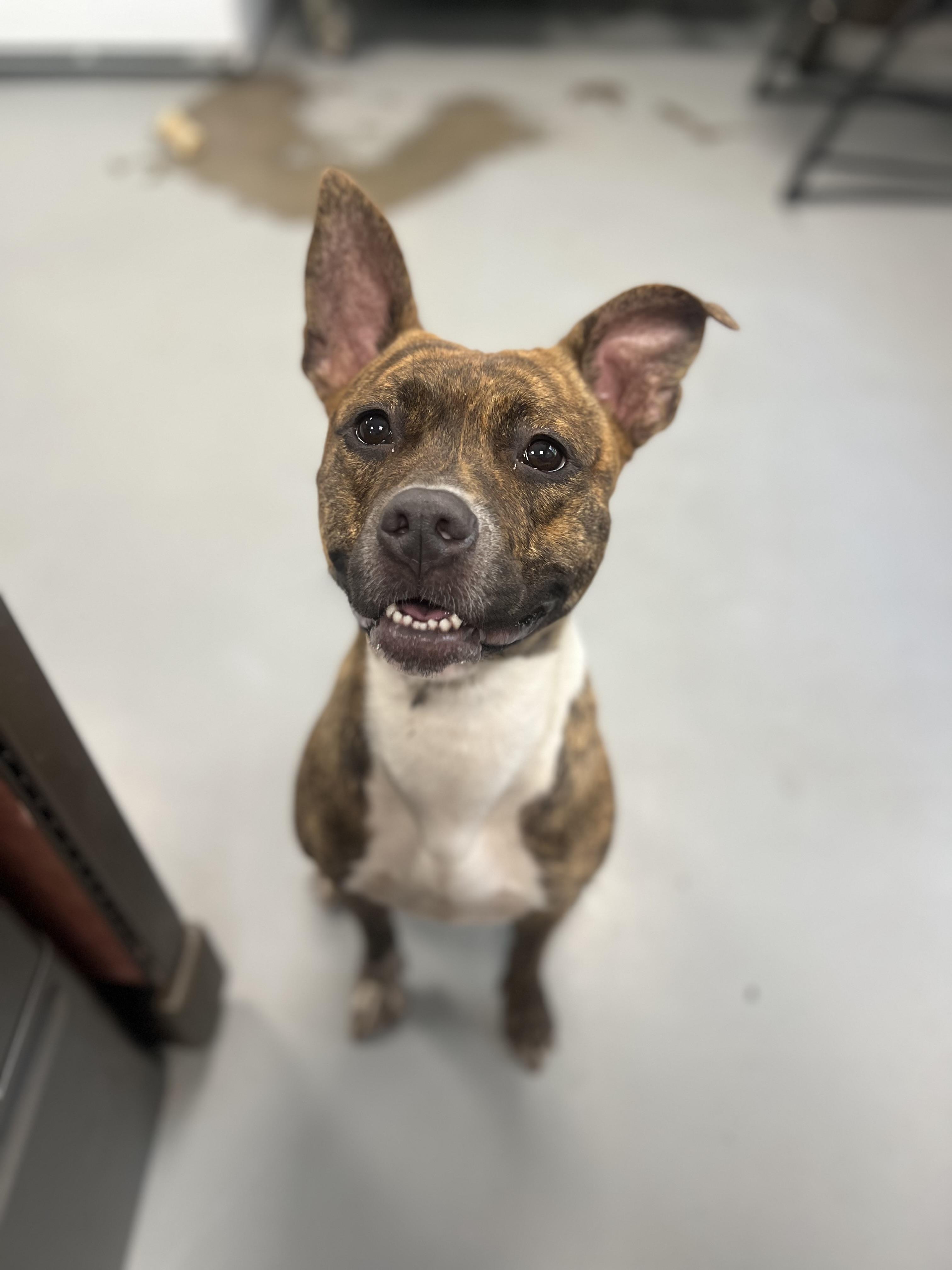 Ana, a ADOPTABLE mixed breed in New Britain, CT image 3/5