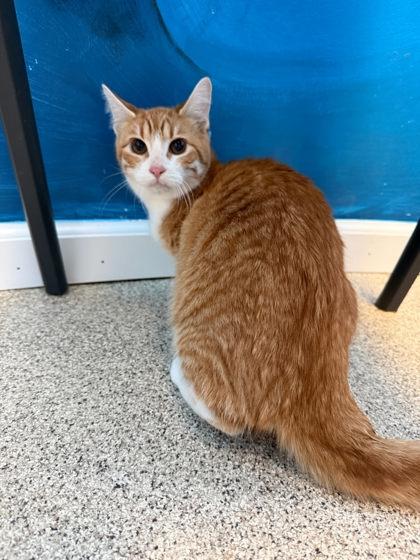 Spaghettio, Adoptable, Adult Male Domestic Short Hair & Domestic Short Hair.