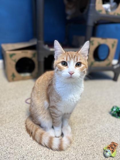 Spaghettio, Adoptable, Adult Male Domestic Short Hair & Domestic Short Hair.