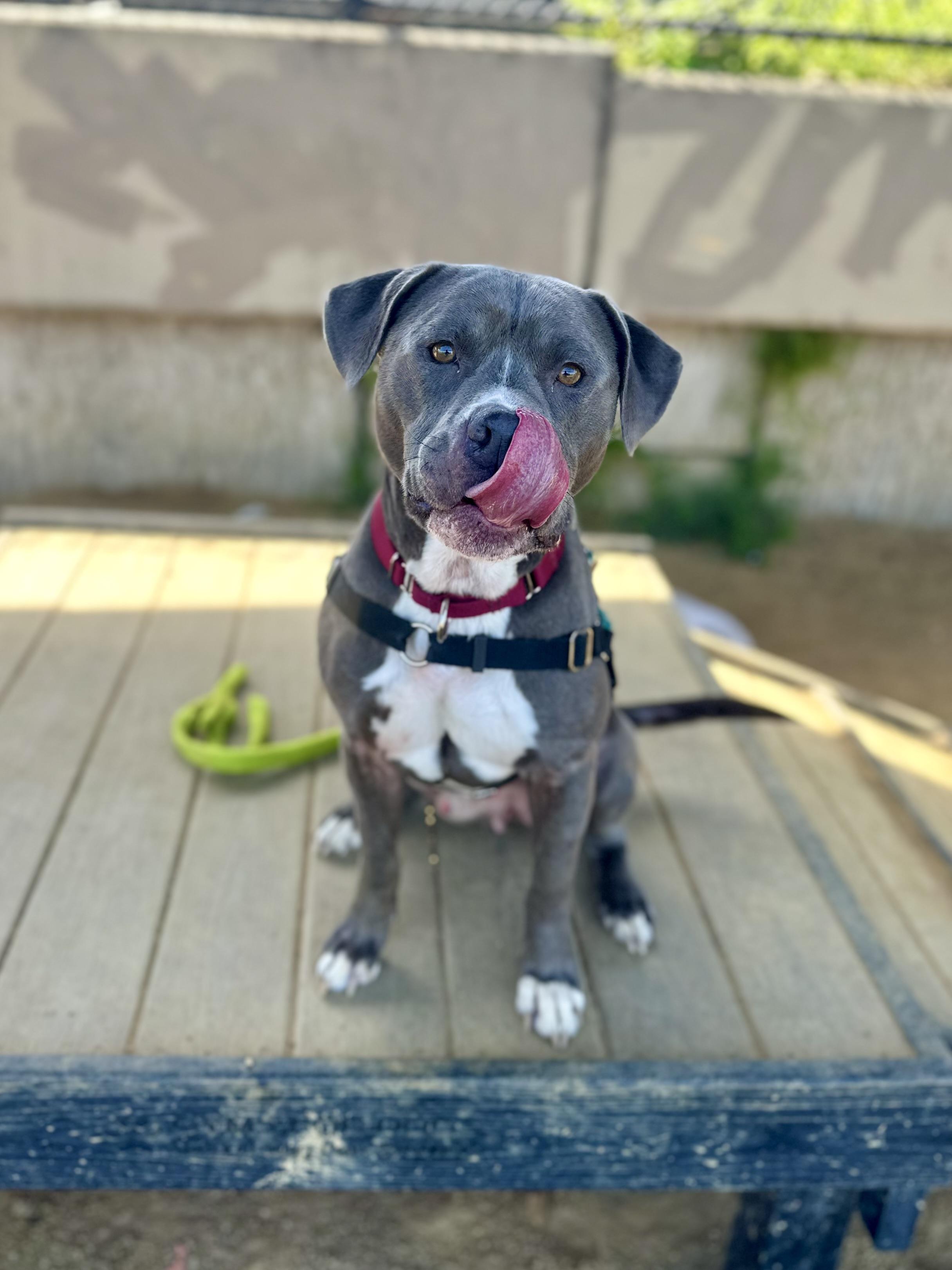 Enlarge Rasta, a ADOPTABLE mixed breed in Berkeley, CA image 3/6