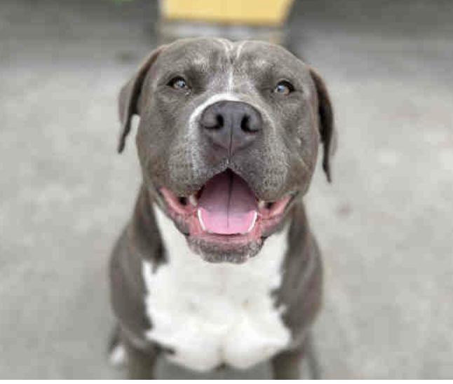 Enlarge Rasta, a ADOPTABLE mixed breed in Berkeley, CA image 6/6