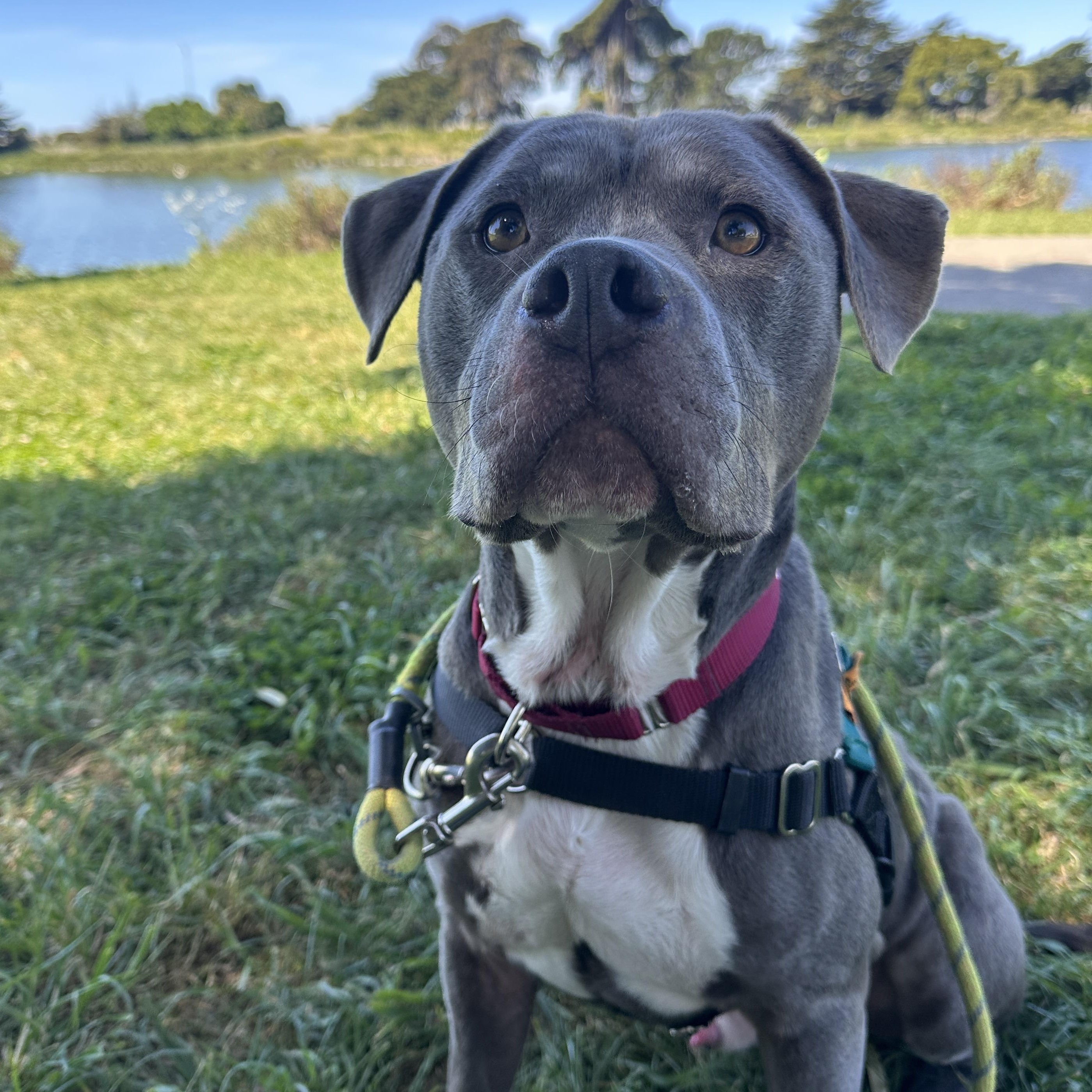 Enlarge Rasta, a ADOPTABLE mixed breed in Berkeley, CA image 5/6