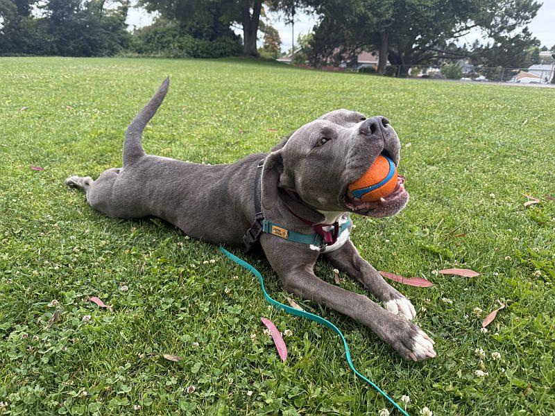Enlarge Rasta, a Adoptable mixed breed in Berkeley, CA image 3/6