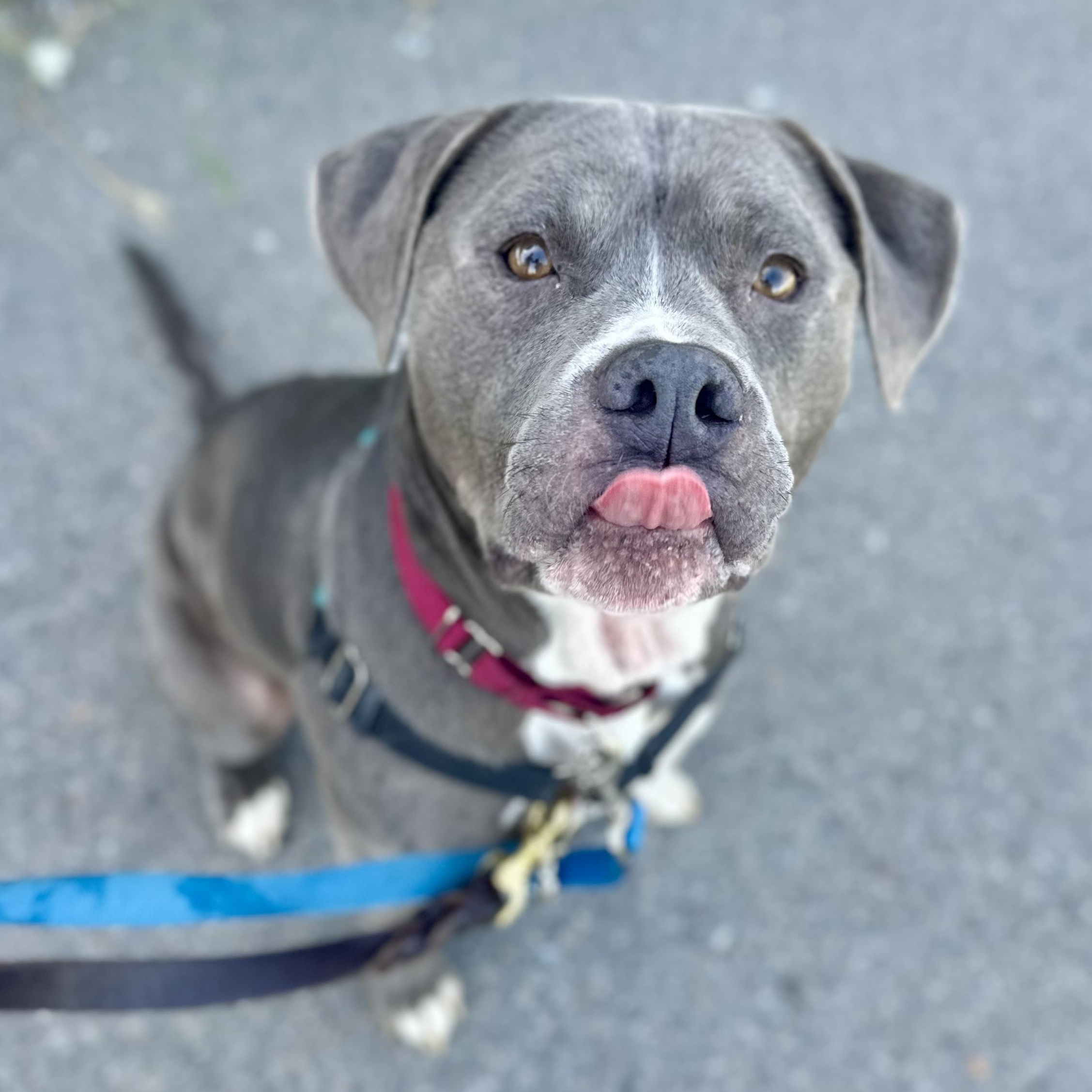 Rasta, ADOPTABLE, Adult Male Pit Bull Terrier.