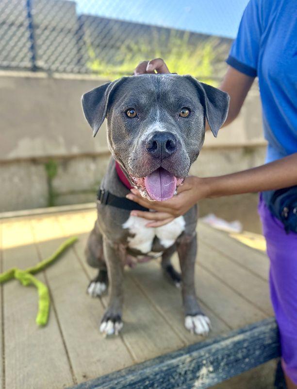 Enlarge Rasta, a Adoptable mixed breed in Berkeley, CA image 6/6