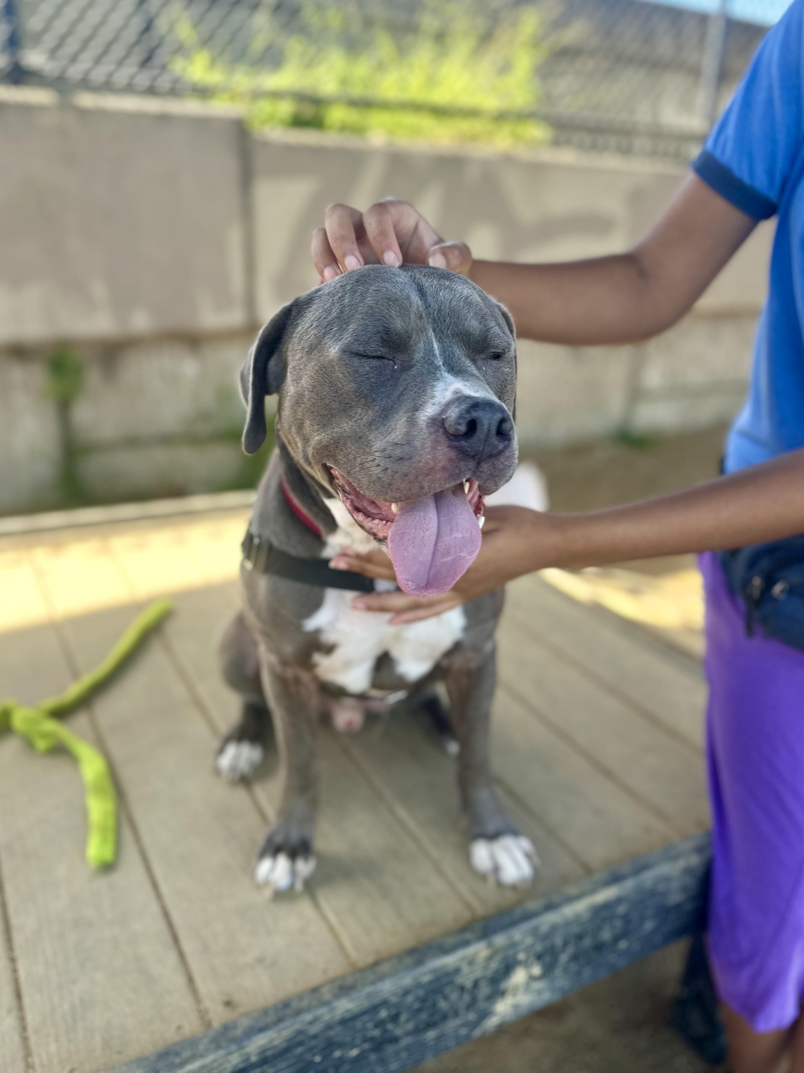 Enlarge Rasta, a ADOPTABLE mixed breed in Berkeley, CA image 4/6