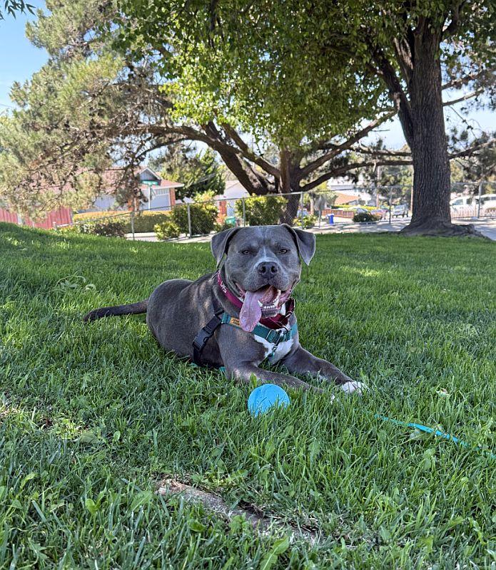 Enlarge Rasta, a Adoptable mixed breed in Berkeley, CA image 5/6
