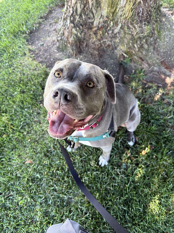 Enlarge Rasta, a Adoptable mixed breed in Berkeley, CA image 4/6