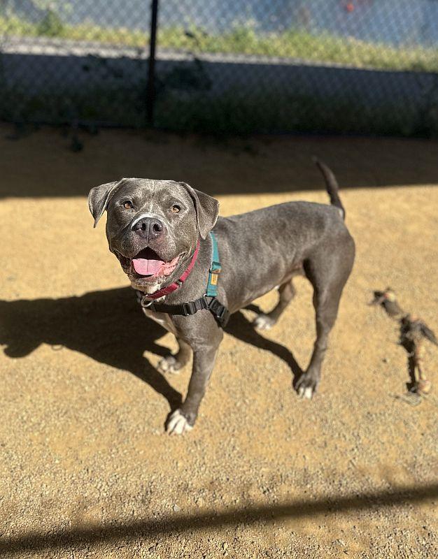 Enlarge Rasta, a Adoptable mixed breed in Berkeley, CA image 1/6