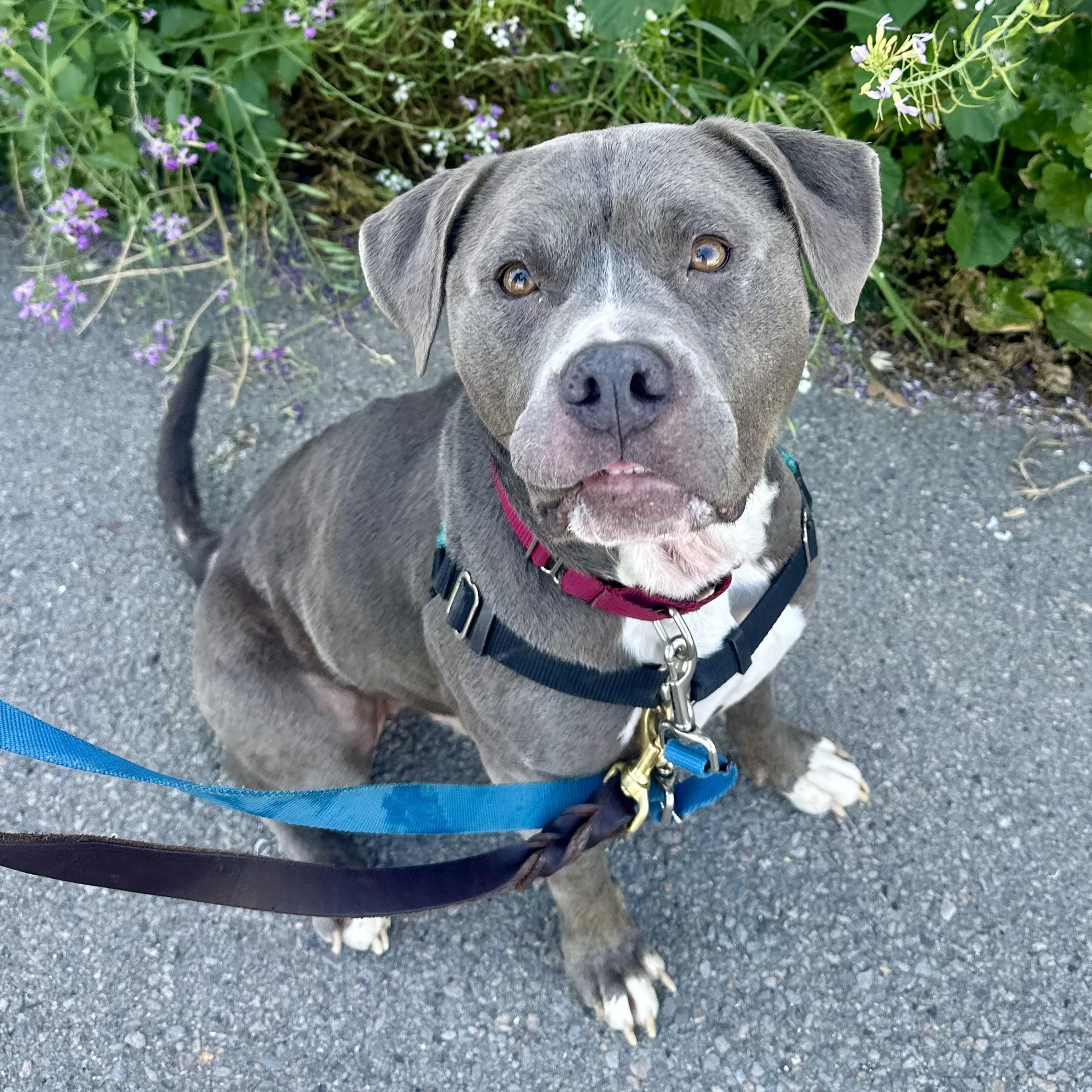 Enlarge Rasta, a ADOPTABLE mixed breed in Berkeley, CA image 2/6