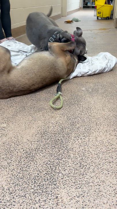 Enlarge Rasta, a Adoptable mixed breed in Berkeley, CA video 2/6