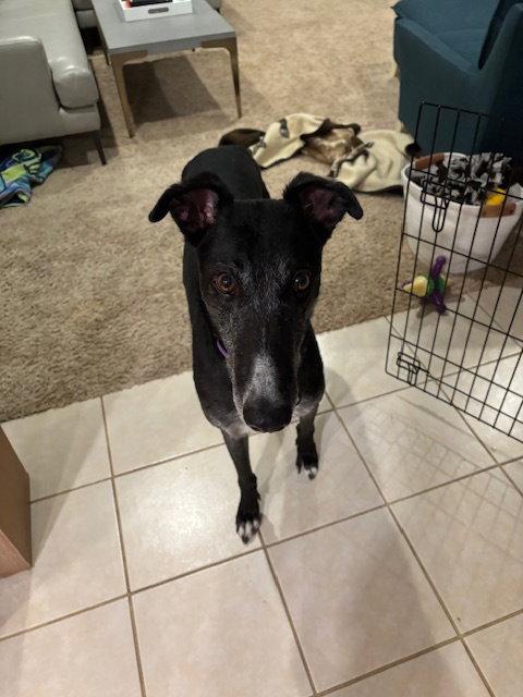 Theo, Adopted, Young Male Greyhound.