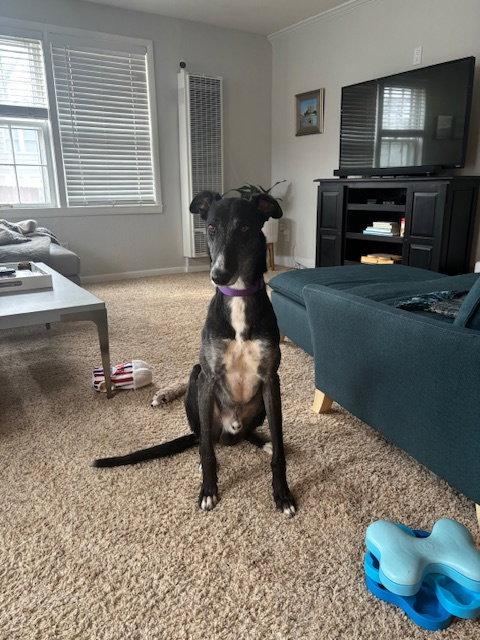 Enlarge Theo, a Adopted Greyhound in Kansas City, MO image 2/3