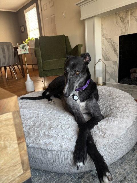 Enlarge Theo, a Adopted Greyhound in Kansas City, MO image 3/3