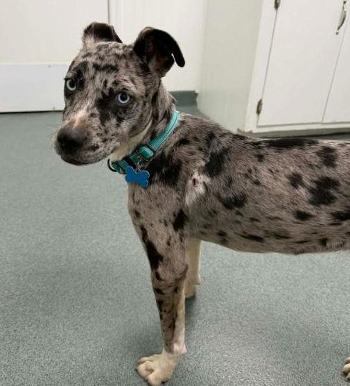 Freckles thumbnail 2