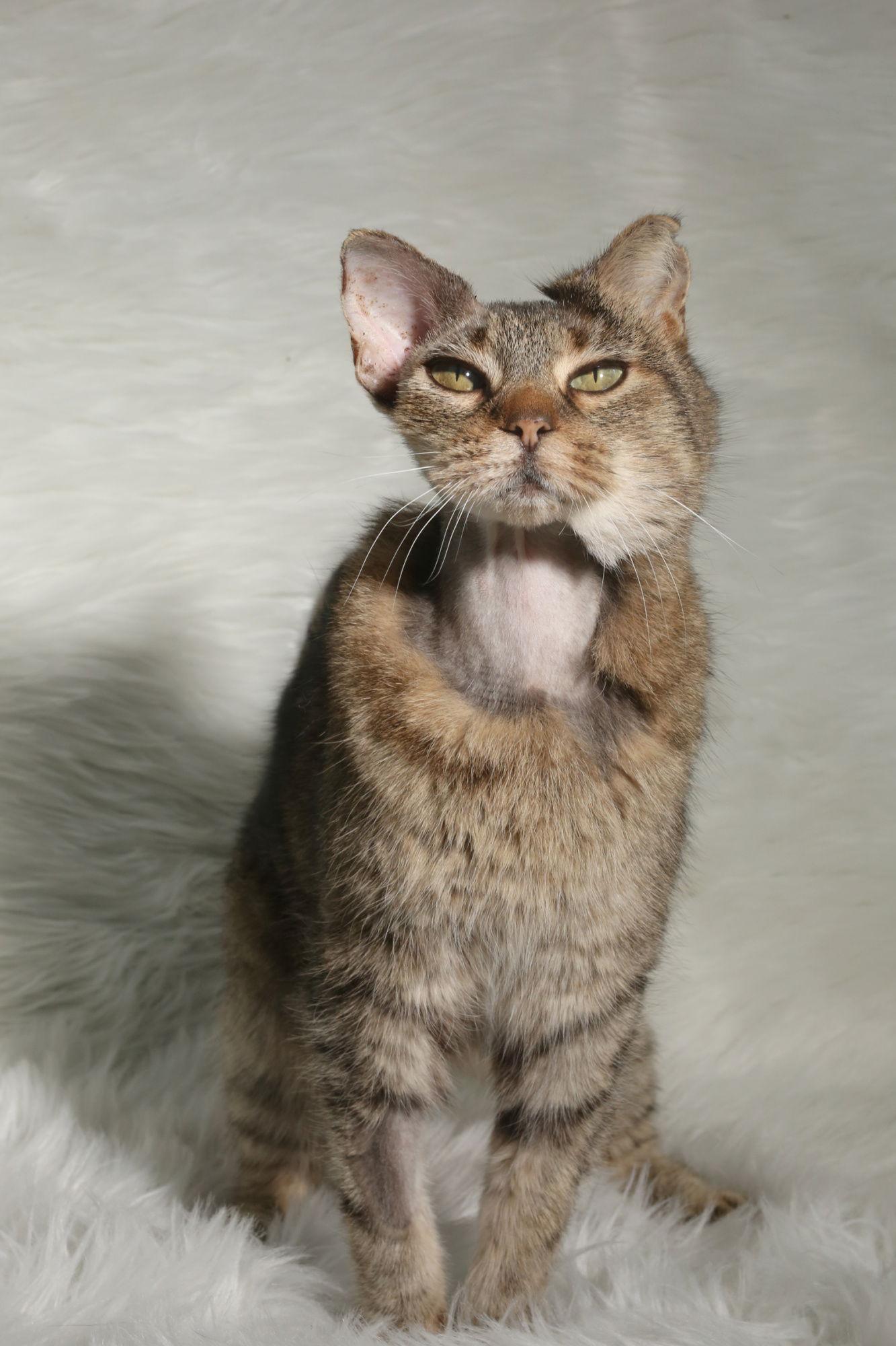 Enlarge Dumplin, a Adopted Domestic Short Hair in New Prague, MN image 1/2