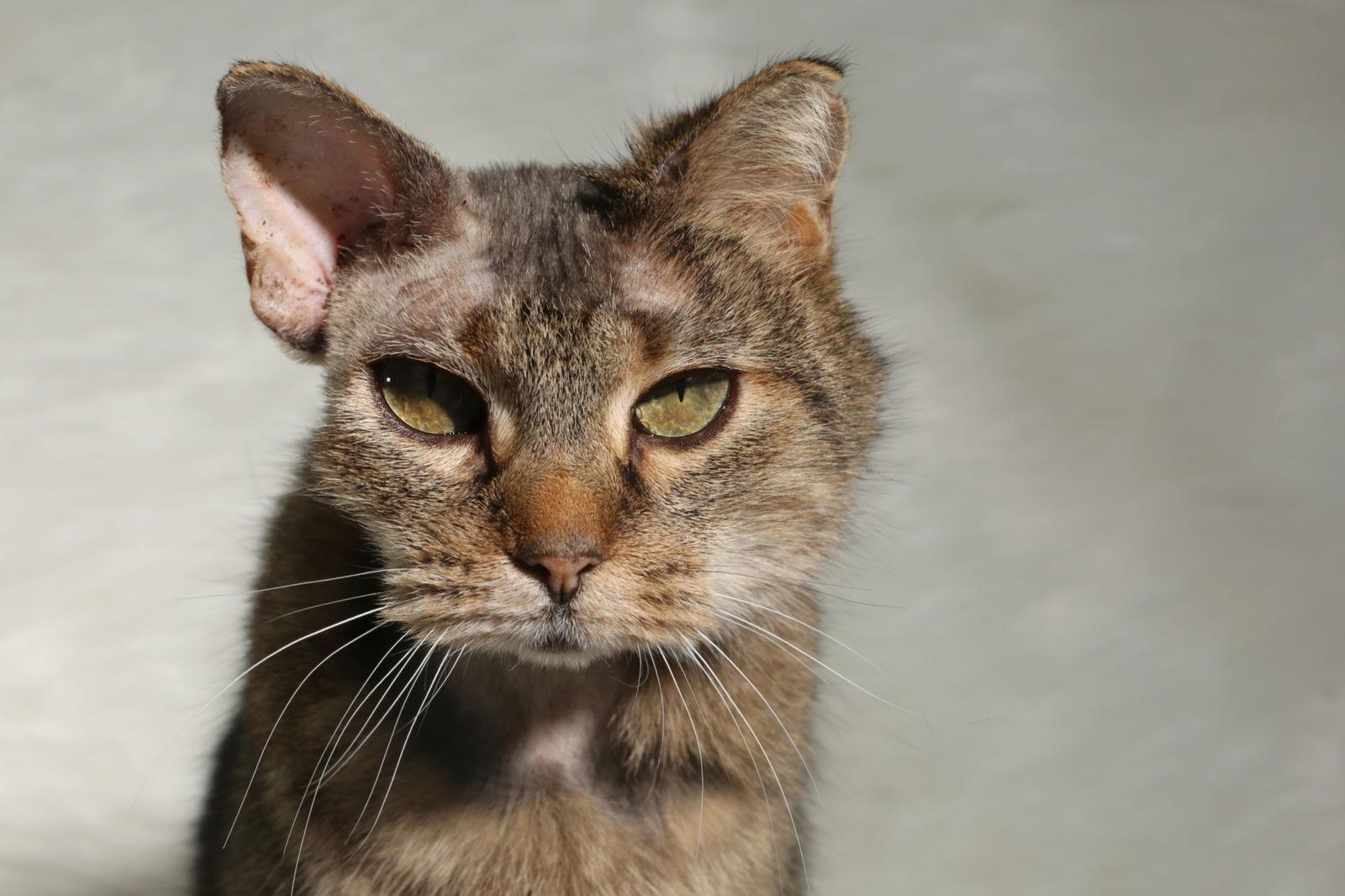 Enlarge Dumplin, a Adopted Domestic Short Hair in New Prague, MN image 2/2