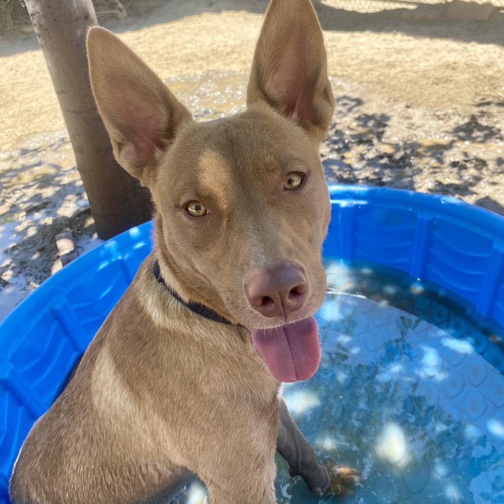 Enlarge Brownie, a Adoptable mixed breed in Riverside, CA image 1/6