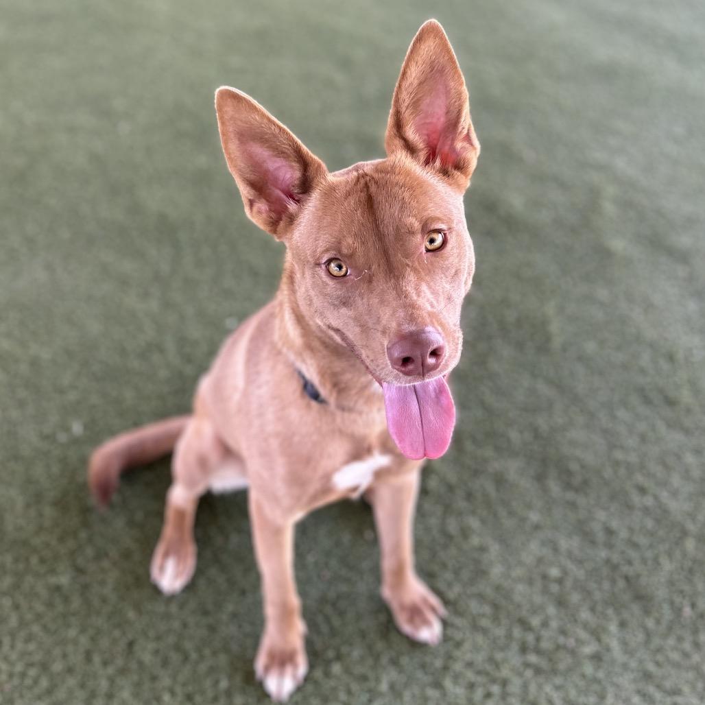 Enlarge Brownie, a Adoptable mixed breed in Riverside, CA image 2/6