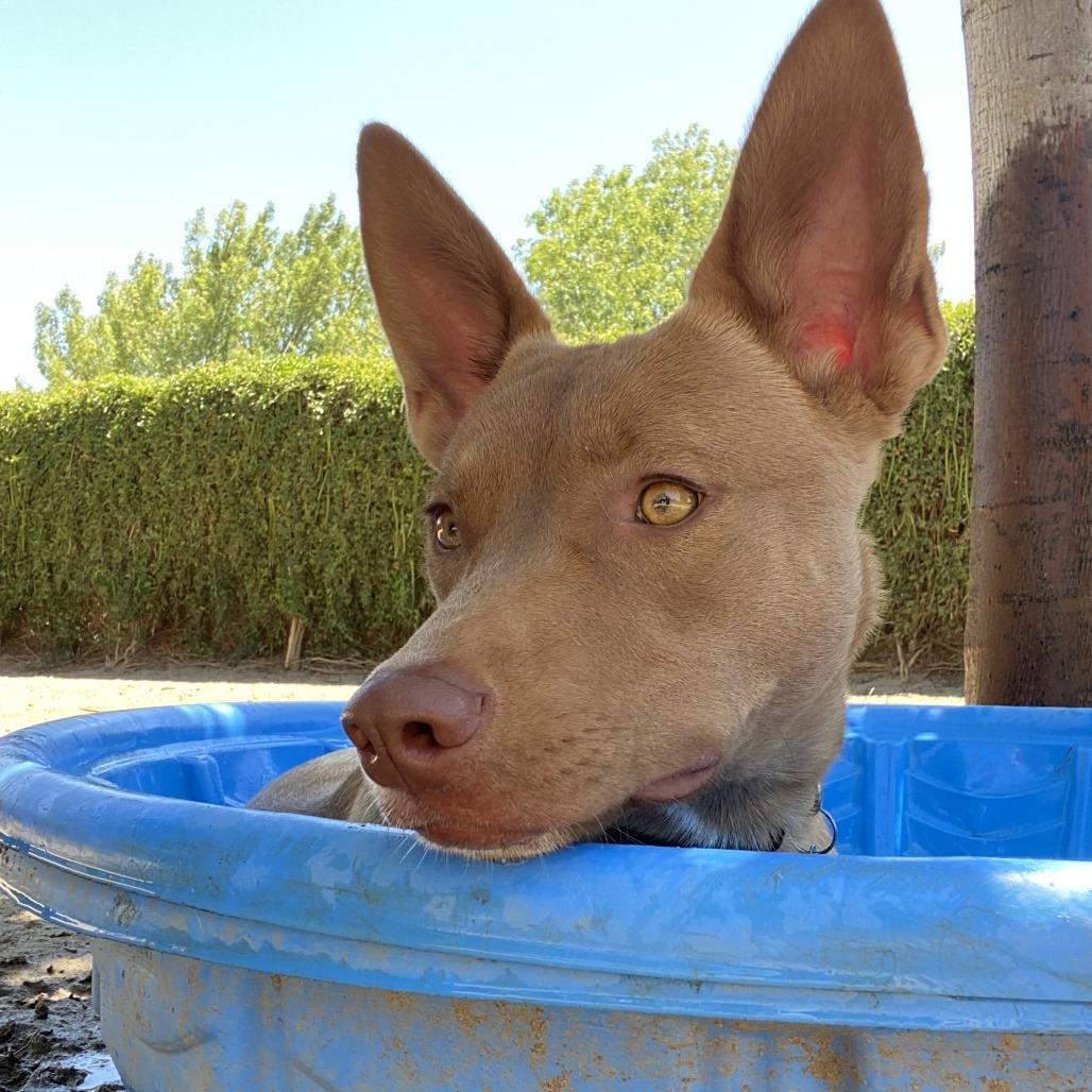 Enlarge Brownie, a Adoptable mixed breed in Riverside, CA image 3/6