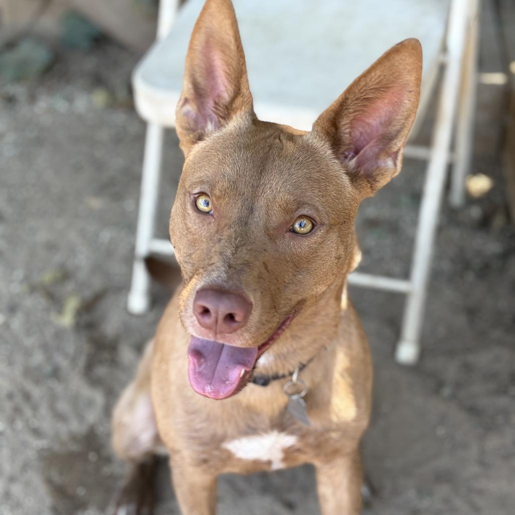 Enlarge Brownie, a Adoptable mixed breed in Riverside, CA image 4/6