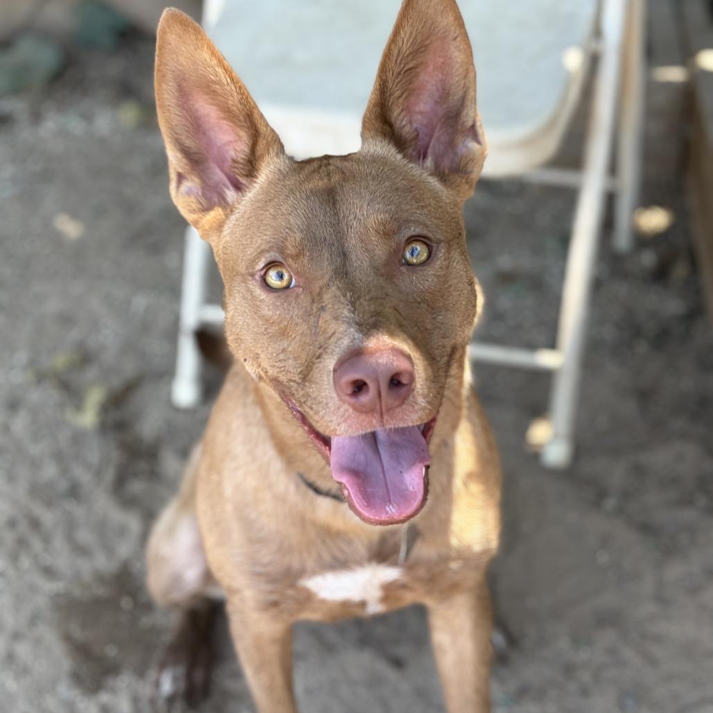 Enlarge Brownie, a Adoptable mixed breed in Riverside, CA image 5/6