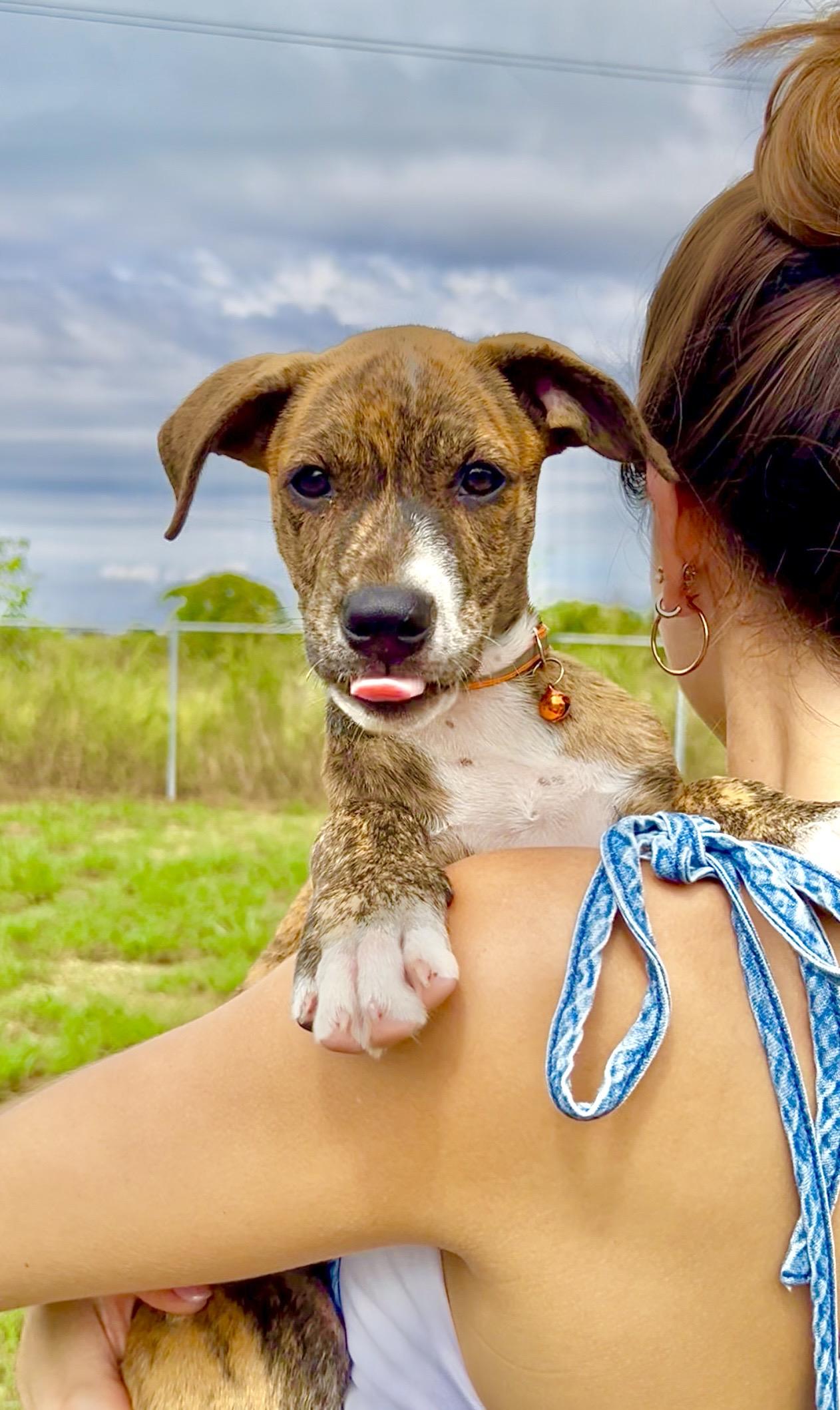 Enlarge Bimbi - Sweet, loving, brindle, fully vaccinated - LOW ADOPTION FEE, a Adoptable mixed breed in Brooklyn , NY image 3/6