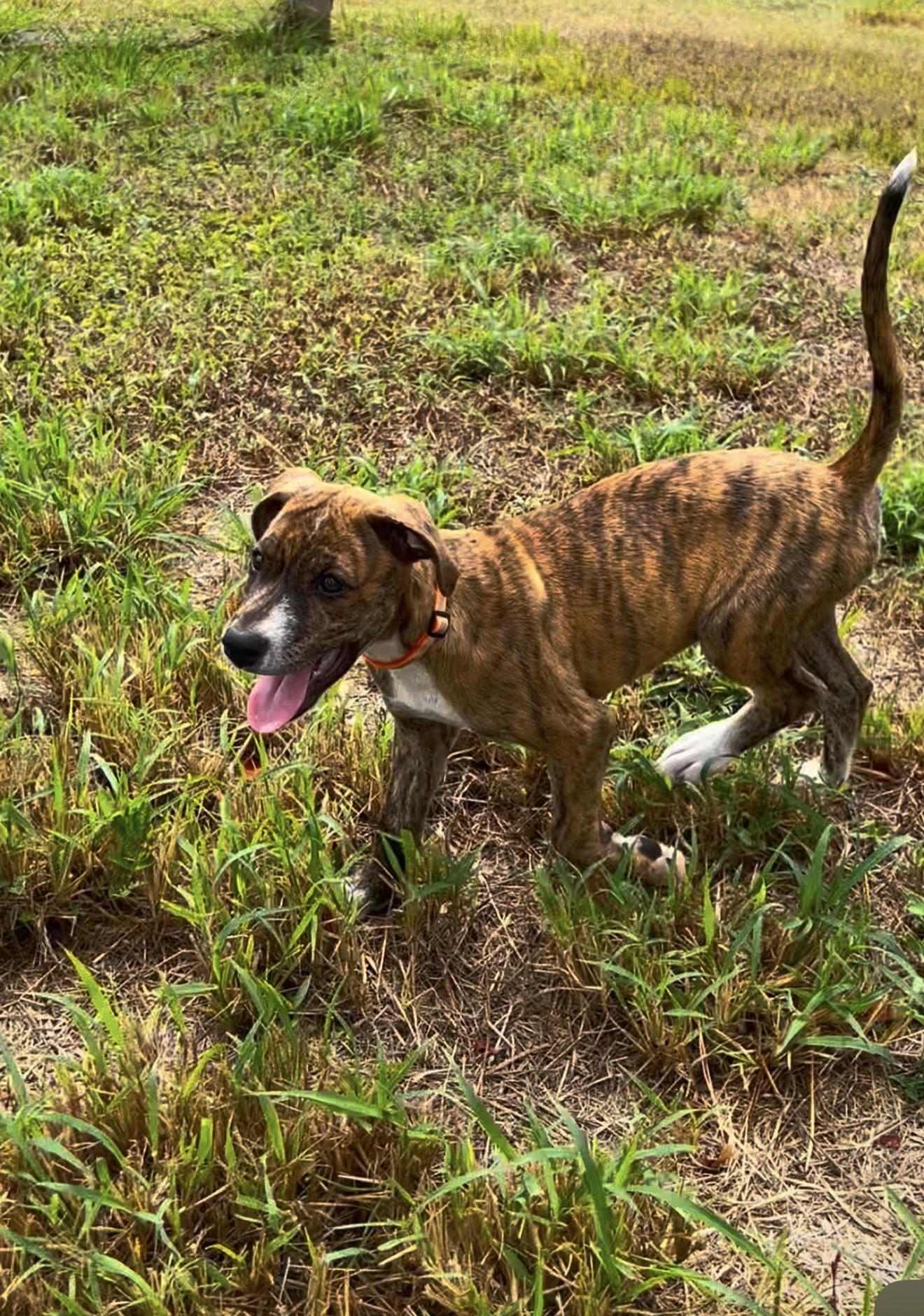 Enlarge Bimbi - Sweet, loving, brindle, fully vaccinated - LOW ADOPTION FEE, a Adoptable mixed breed in Brooklyn , NY image 5/6