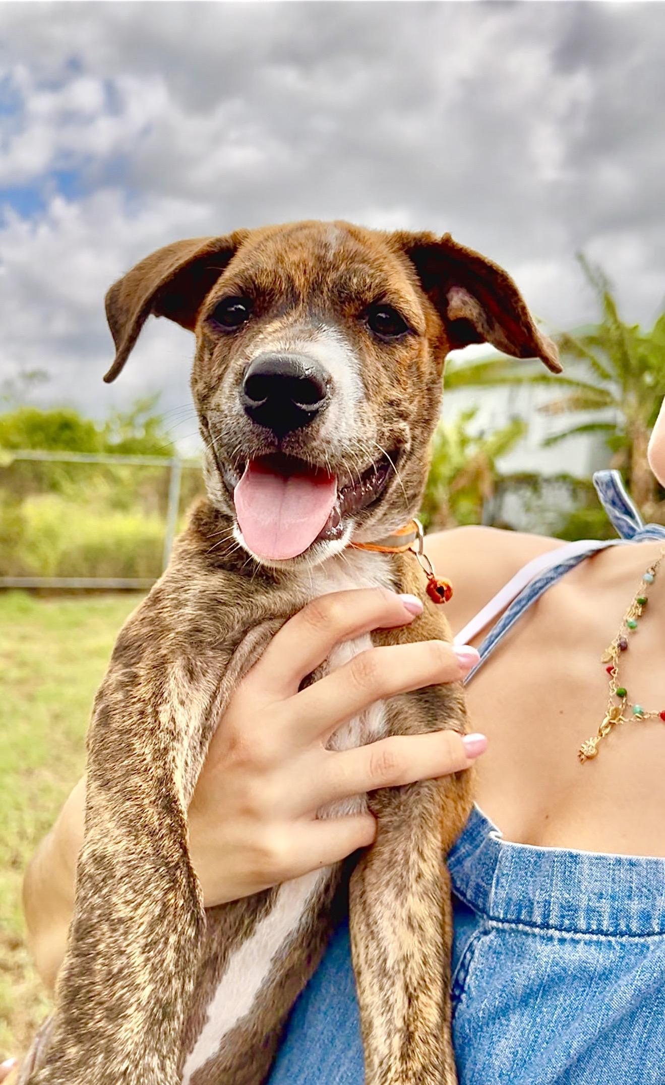 Enlarge Bimbi - Sweet, loving, brindle, fully vaccinated - LOW ADOPTION FEE, a Adoptable mixed breed in Brooklyn , NY image 1/6