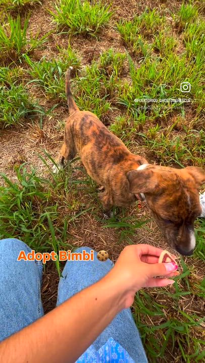 Enlarge Bimbi - Sweet, loving, brindle, fully vaccinated - LOW ADOPTION FEE, a Adoptable mixed breed in Brooklyn , NY video 2/6