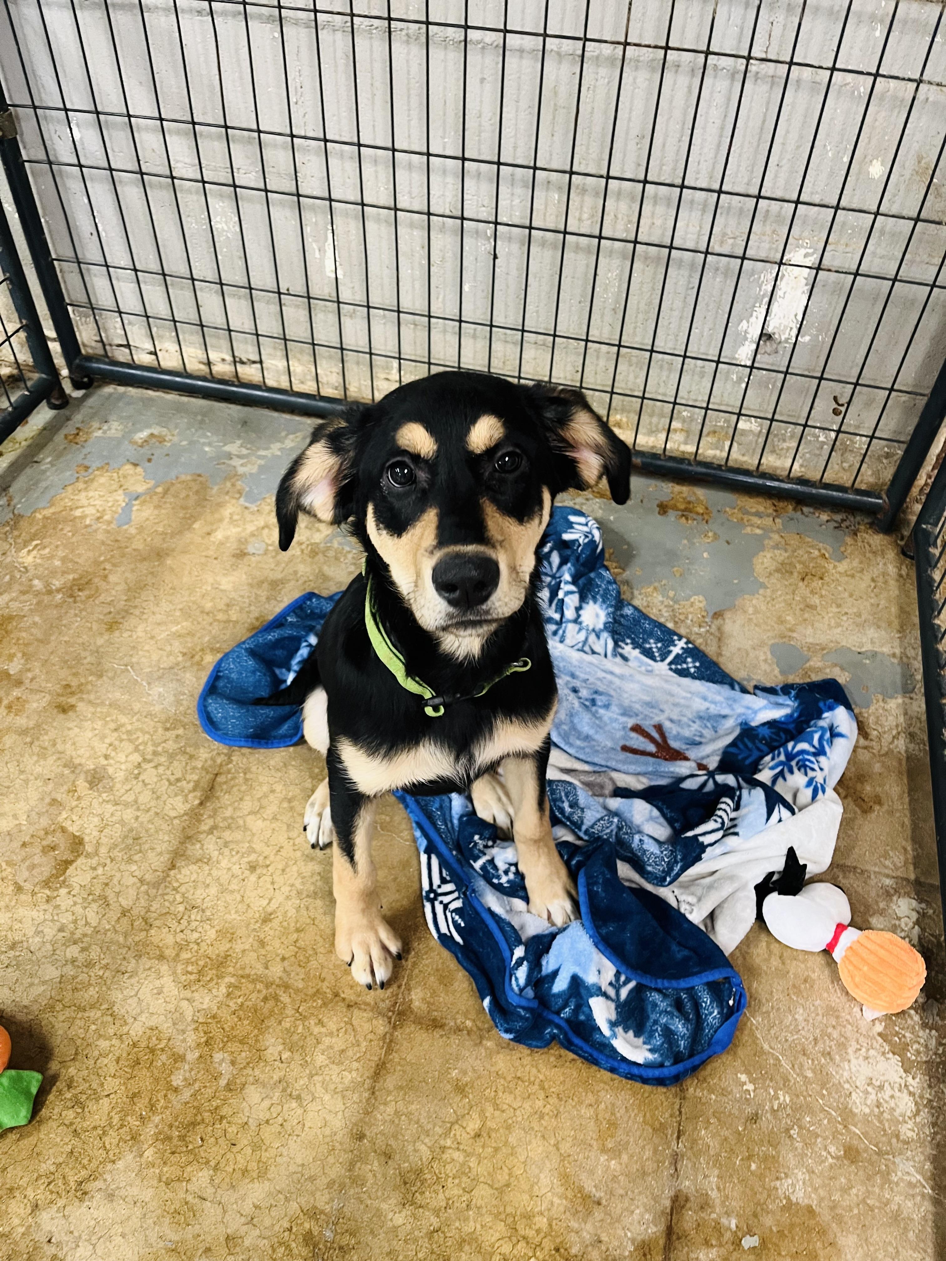 Rosie, Baby Female Mixed Breed