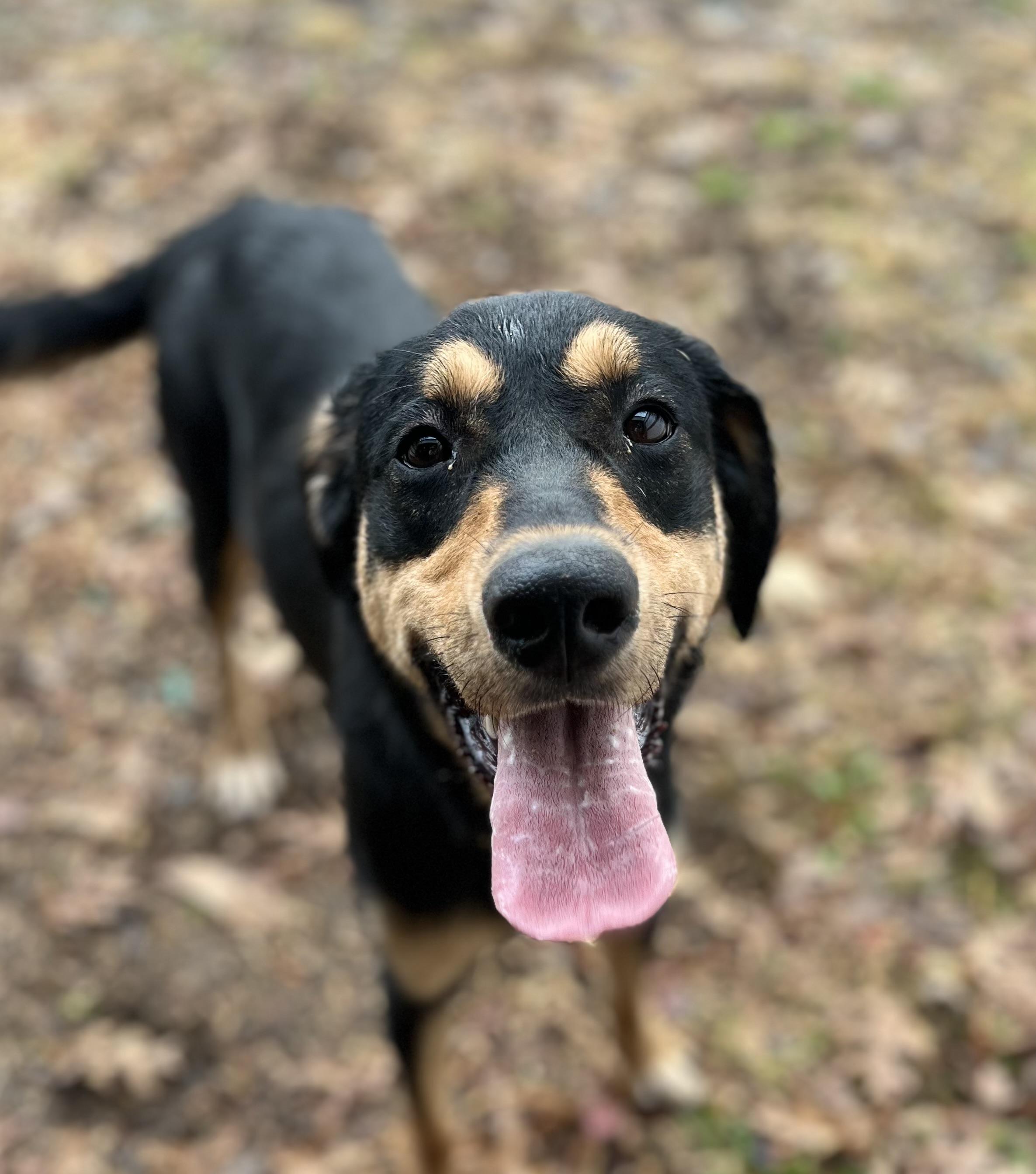 Rosie, Adoptable, Young Female Mixed Breed.