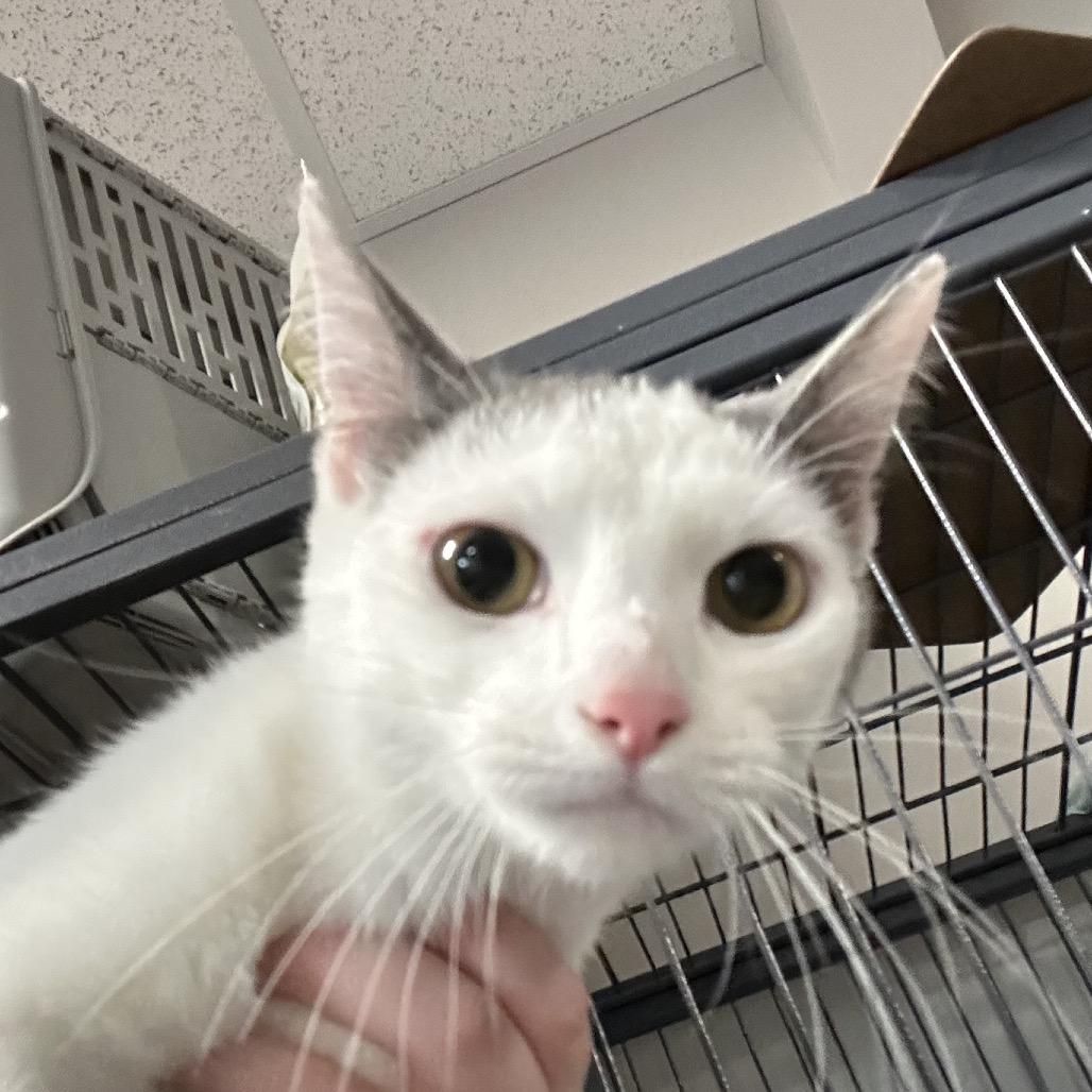 Jubilee, Adoptable, Young Female Domestic Short Hair.