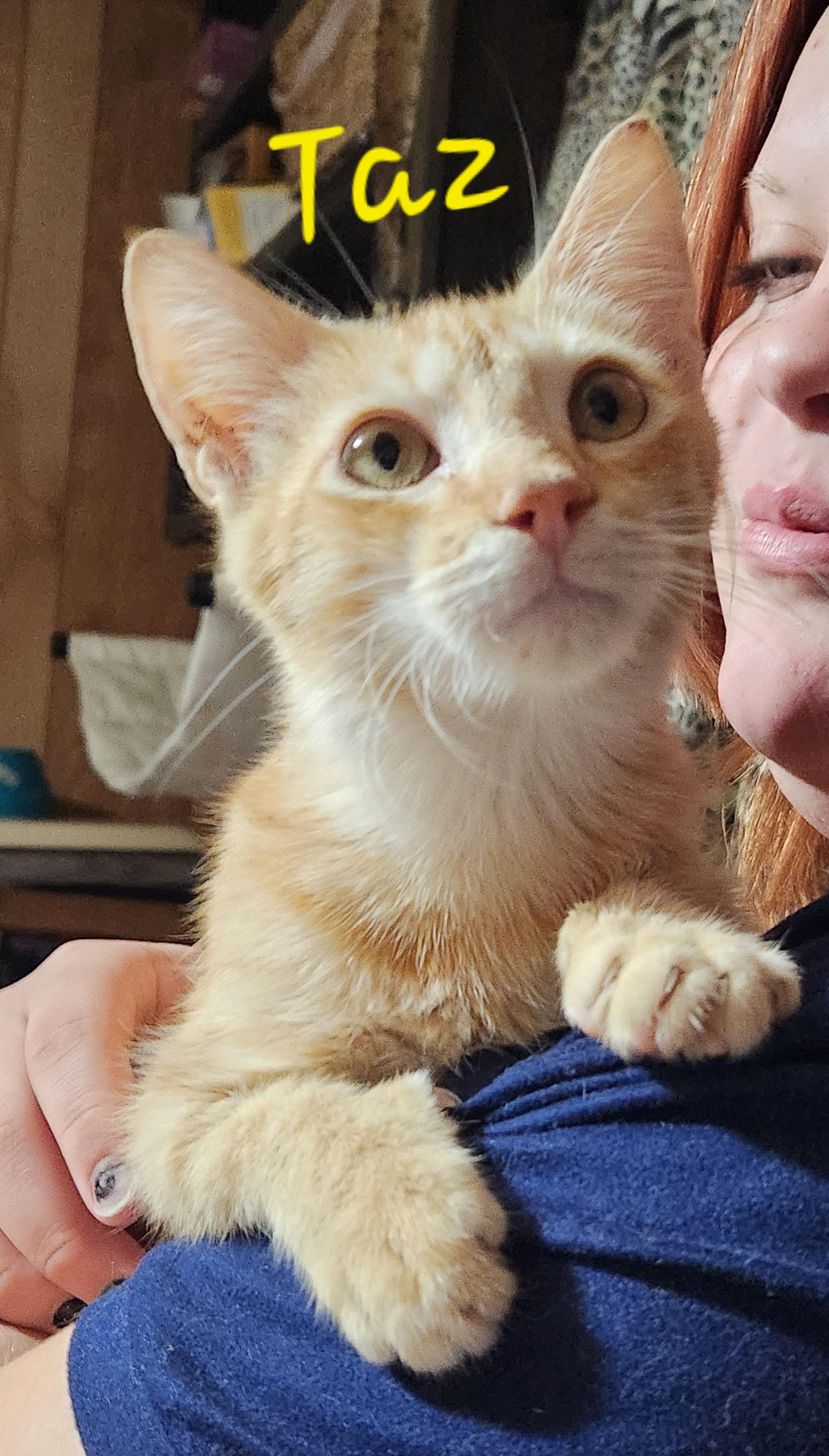 Taz, Adoptable, Young Male Domestic Short Hair.