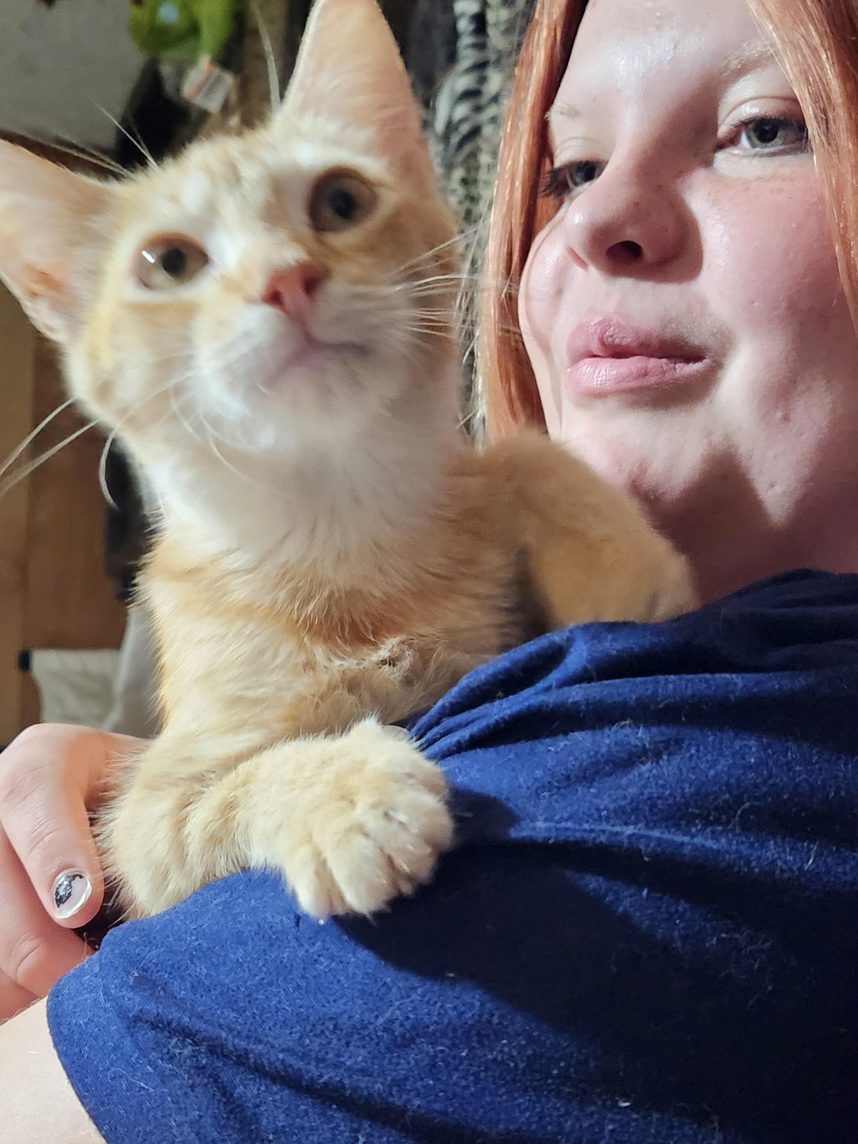 Taz, a Adoptable Domestic Short Hair in Mount Pleasant, TX image 2/2