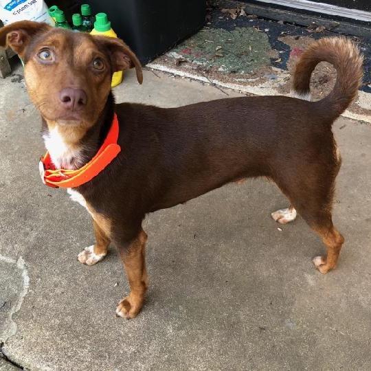 Toffee, Adoptable, Adult Female Mixed Breed.