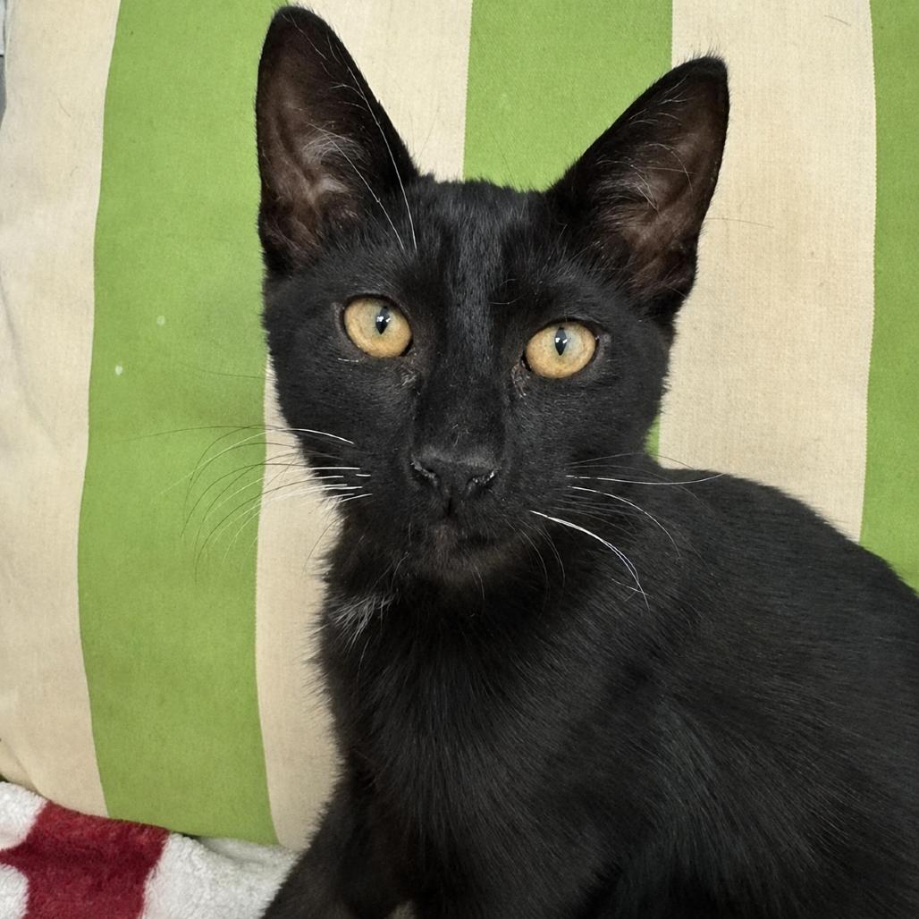 Wolf, a Adoptable Domestic Short Hair in Pleasant Hill, CA image 1/6