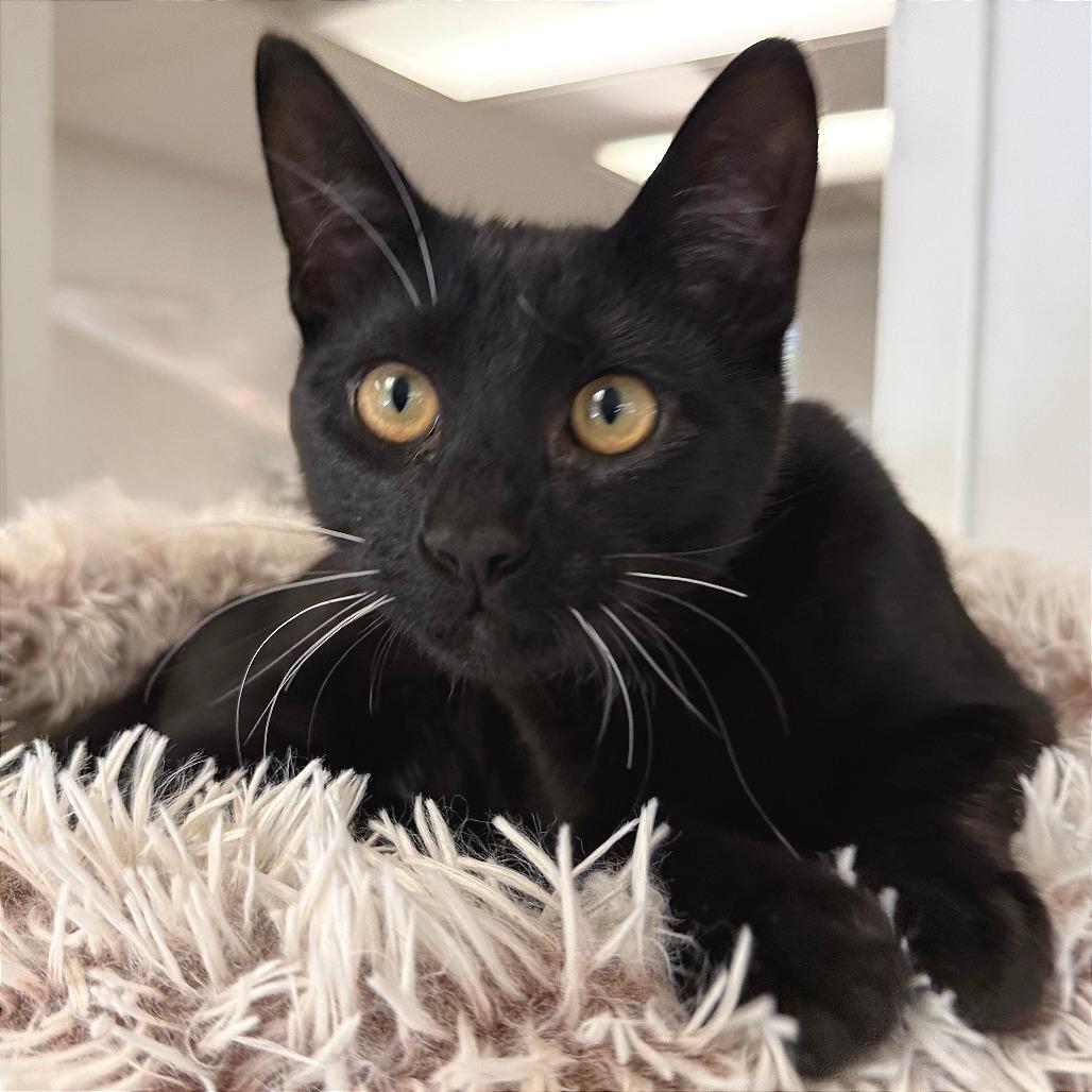 Wolf, Adoptable, Young Male Domestic Short Hair.