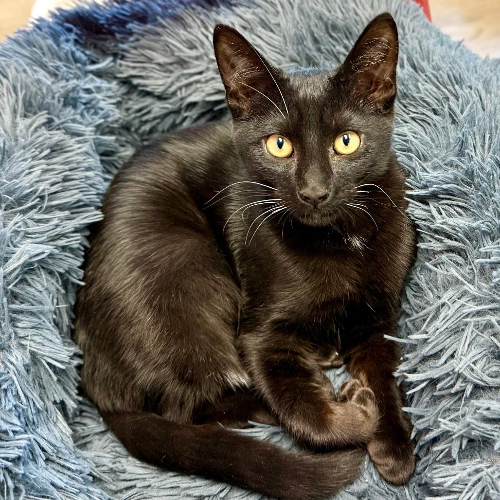 Enlarge Wolf, a Adoptable Domestic Short Hair in Pleasant Hill, CA image 2/6